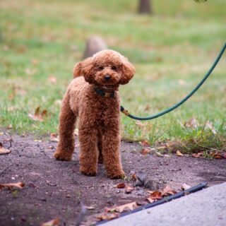 Franco’s job? Making every day a little brighter. ☀️🐾 Visit our Counseling & Wellness Services in the student center to say hi! 

________
#LifeAtFelician #GoldenFalcons #FelicianUniversity #Wellness