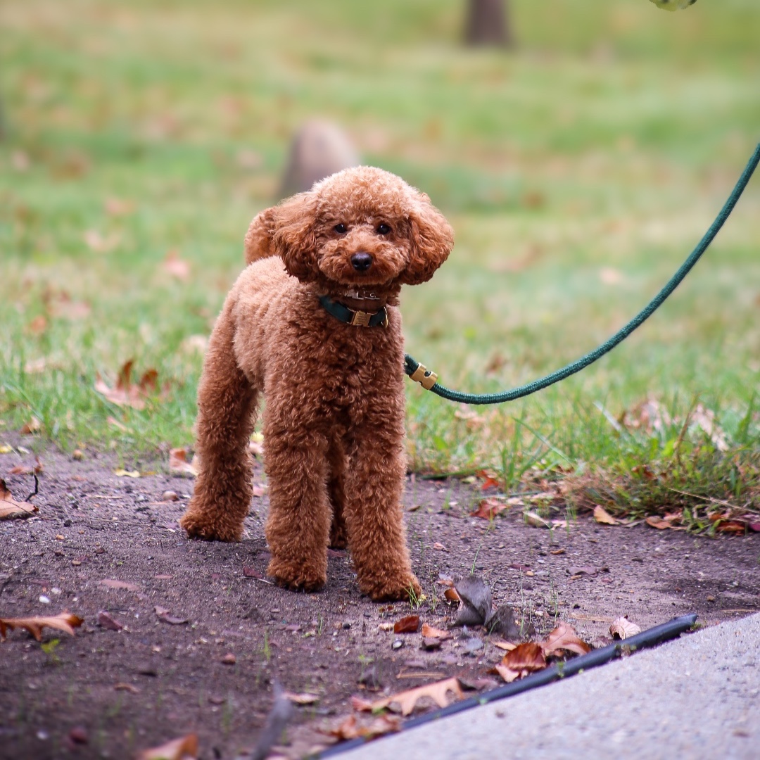 Franco’s job? Making every day a little brighter. ☀️🐾 Visit our Counseling & Wellness Services in the student center to say hi! 

________
#LifeAtFelician #GoldenFalcons #FelicianUniversity #Wellness